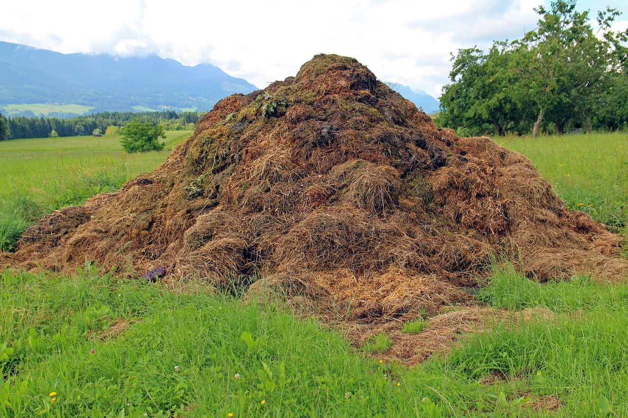 How to Compost Your Kitchen Scraps